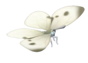 Cabbage White insect image