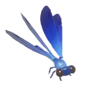 Beautiful Demoiselle insect image