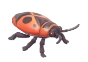 European Firebug insect image