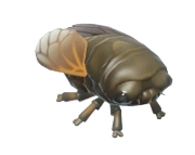 Cicada insect image