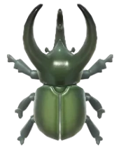 Atlas Beetle insect image