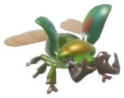 Rainbow Stag Beetle insect image