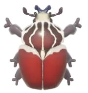 Goliath Beetle insect image