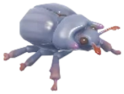 Minotaur Beetle insect image