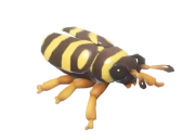 Wasp Beetle insect image