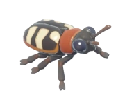 Asparagus Beetle insect image