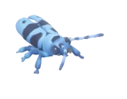 Alpine Longhorn Beetle insect image