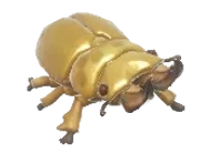 Golden Stag Beetle insect image