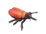Fire-Colored Beetle insect image