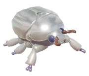 Silver Jewel Scarab insect image