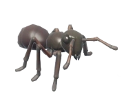 Ant insect image