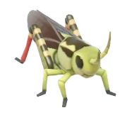 Large Banded Grasshopper insect image