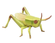 Gold Grasshopper insect image