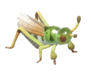 Siberian Grasshopper insect image