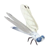 Common Whitetail insect image