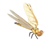 Four-Spotted Skimmer insect image