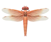 Flamer Skimmer insect image