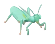 Giant Asian Mantis insect image