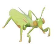 Mediterranean Mantis insect image