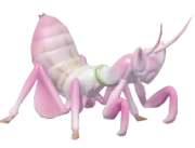 Orchid Mantis insect image