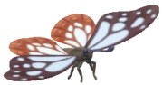 Chestnut Tiger insect image