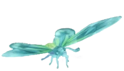 Frostspore Queen Alexandra's Birdwing insect image