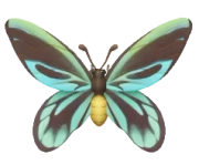 Queen Alexandra's Birdwing insect image