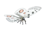 Apollo insect image