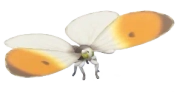 Orange-Tip insect image