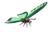 Rajah Brooke’s Birdwing insect image