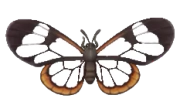 Glasswing Butterfly insect image