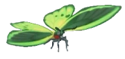 Green Birdwing insect image