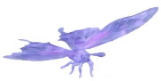 Frostspore Purple Spotted Swallowtail insect image