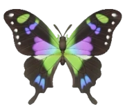 Purple Spotted Swallowtail insect image