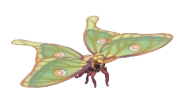 Spanish Moon Moth insect image