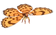 Beautiful Leopard insect image