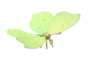 Common Brimstone insect image
