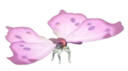 Mother-Of-Pearl insect image