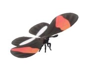 Postman Butterfly insect image