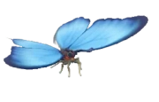 Blue Morpho insect image