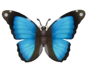 Scarce Morpho insect image
