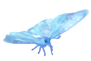 Frostspore Sulkowsky's Morpho insect image