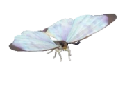 Sulkowsky’s Morpho insect image