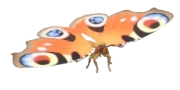 Peacock Butterfly insect image