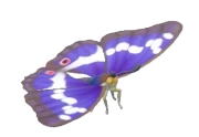 Purple Emperor insect image