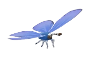 Common Blue Butterfly insect image