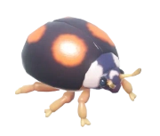 Four-Spotted Ladybug insect image