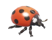 Seven-Spotted Ladybug insect image