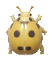 Greater Asian Lady Beetle insect image