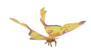 Comet Moth insect image